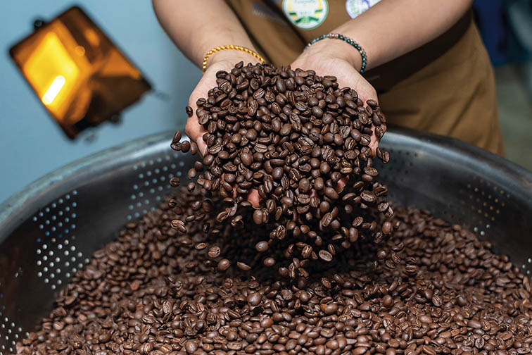 工作人员在老挝占巴塞省一处咖啡种植园展示烘焙完成的咖啡豆（2025 年12月17日摄） 新华社发（凯乔摄）