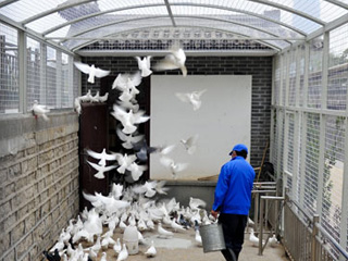 濟南隔離圏養&ldquo;廣場鴿&rdquo;預防H7N9禽流感