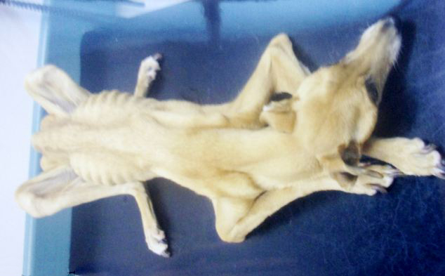 英寵物狗遭虐待無(wú)奈被&ldquo;安樂(lè)死&rdquo;【圖】