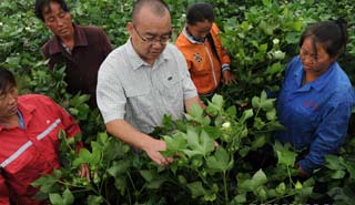 盧懷玉：當棉農的感覺挺好！