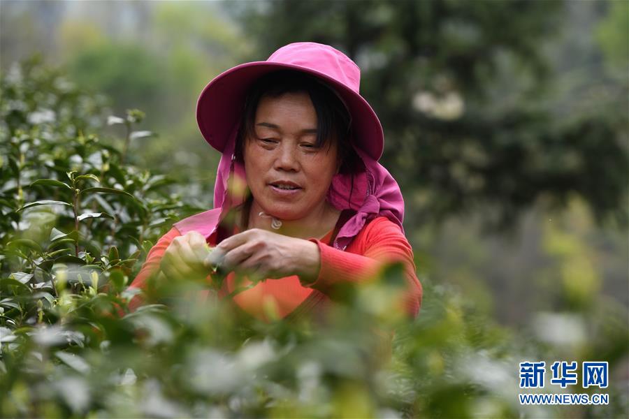 （新華全媒頭條&middot;圖文互動）（2）紅土地上的&ldquo;綠色減貧&rdquo;決戰&mdash;&mdash;大別山&ldquo;將軍縣&rdquo;金寨脫貧紀實