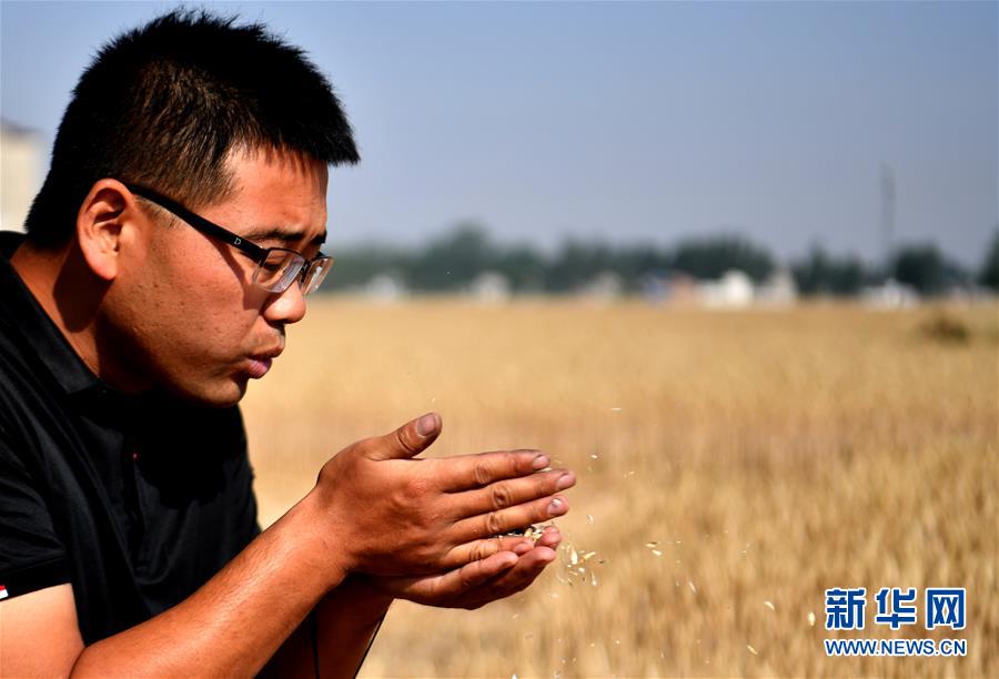 （關注三夏&middot;圖文互動）（1）麥田&ldquo;后浪&rdquo;的農事新說