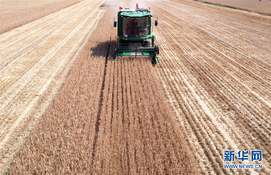 （關注三夏&middot;圖文互動）（3）麥田&ldquo;后浪&rdquo;的農事新說