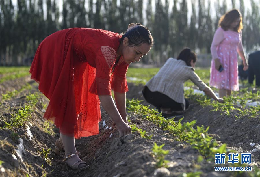 （圖文互動(dòng)）（6）&ldquo;沙漠高地&rdquo;的美好家園