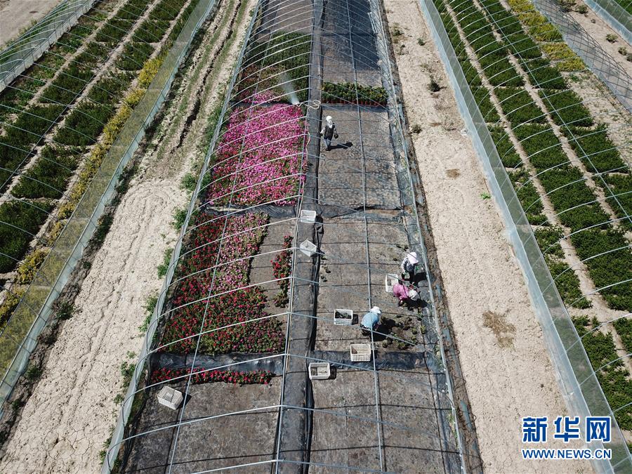 （新華全媒頭條&middot;走向我們的小康生活&middot;圖文互動）（1）&ldquo;苦甲&rdquo;不再，&ldquo;甘味&rdquo;綿長&mdash;&mdash;脫貧攻堅的甘肅味道