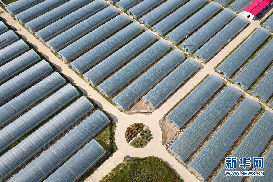 （新華全媒頭條&middot;走向我們的小康生活&middot;圖文互動）（11）&ldquo;苦甲&rdquo;不再，&ldquo;甘味&rdquo;綿長&mdash;&mdash;脫貧攻堅的甘肅味道