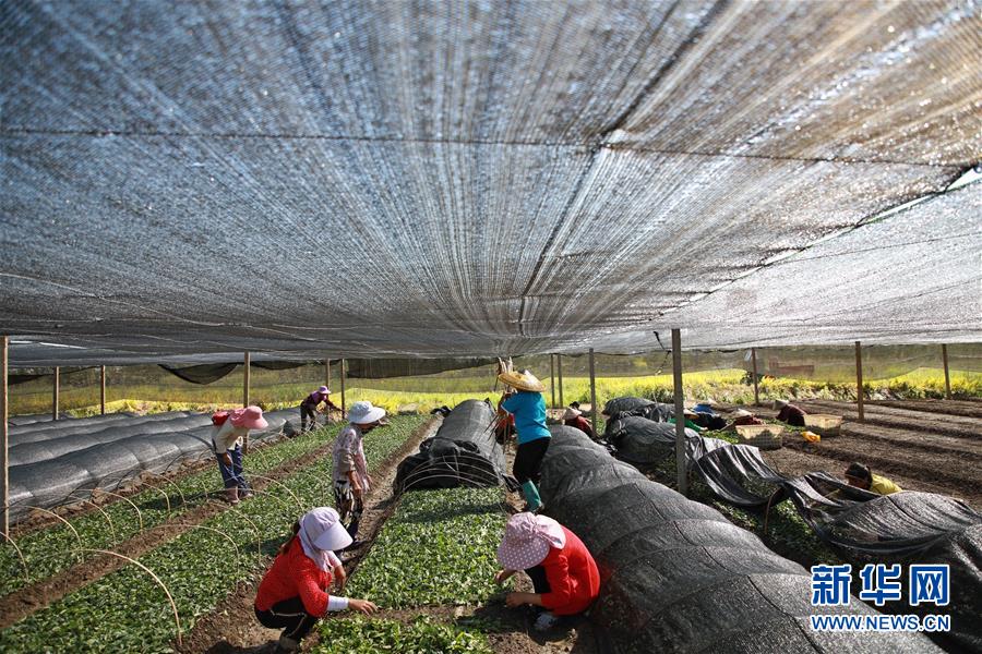 （新華全媒頭條&middot;決戰決勝脫貧攻堅&middot;督戰未摘帽貧困縣&middot;圖文互動）（7）不獲全勝，決不收兵&mdash;&mdash;全國52個掛牌督戰貧困縣脫貧攻堅紀實