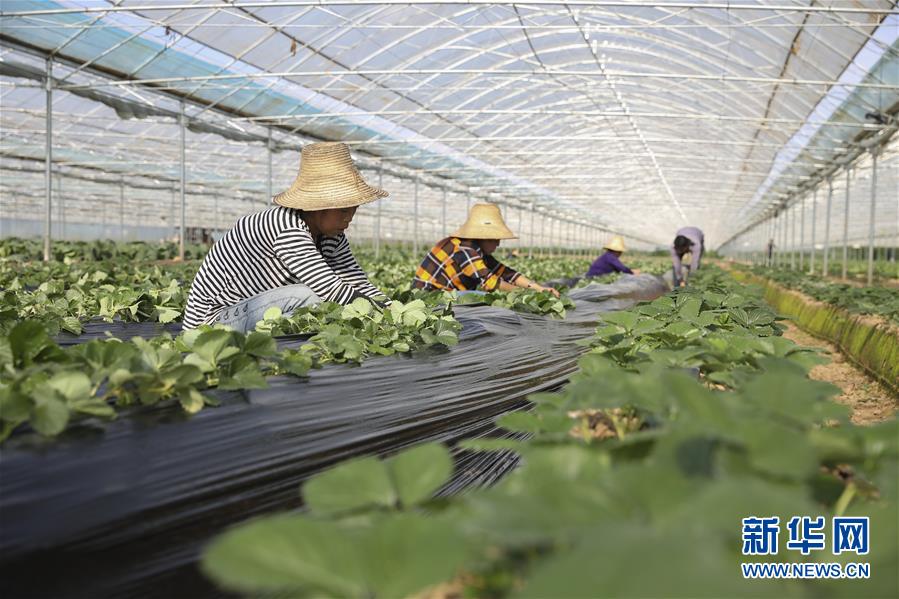 （新華全媒頭條&middot;決戰決勝脫貧攻堅&middot;督戰未摘帽貧困縣&middot;圖文互動）（12）不獲全勝，決不收兵&mdash;&mdash;全國52個掛牌督戰貧困縣脫貧攻堅紀實