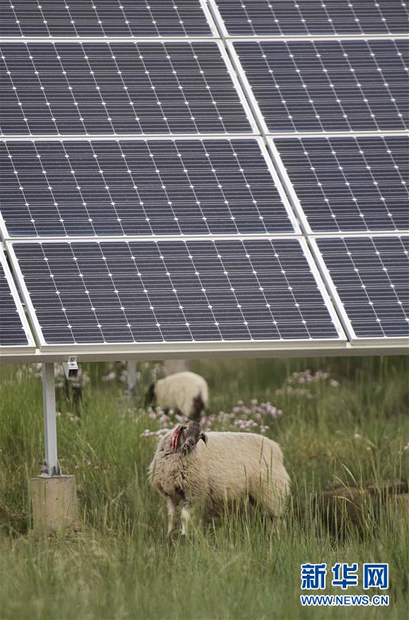 （新華全媒頭條&middot;走向我們的小康生活&middot;決戰決勝脫貧攻堅&middot;圖文互動）（5）高原上綻放的光芒&mdash;&mdash;來自青海攻克深度貧困堡壘的故事