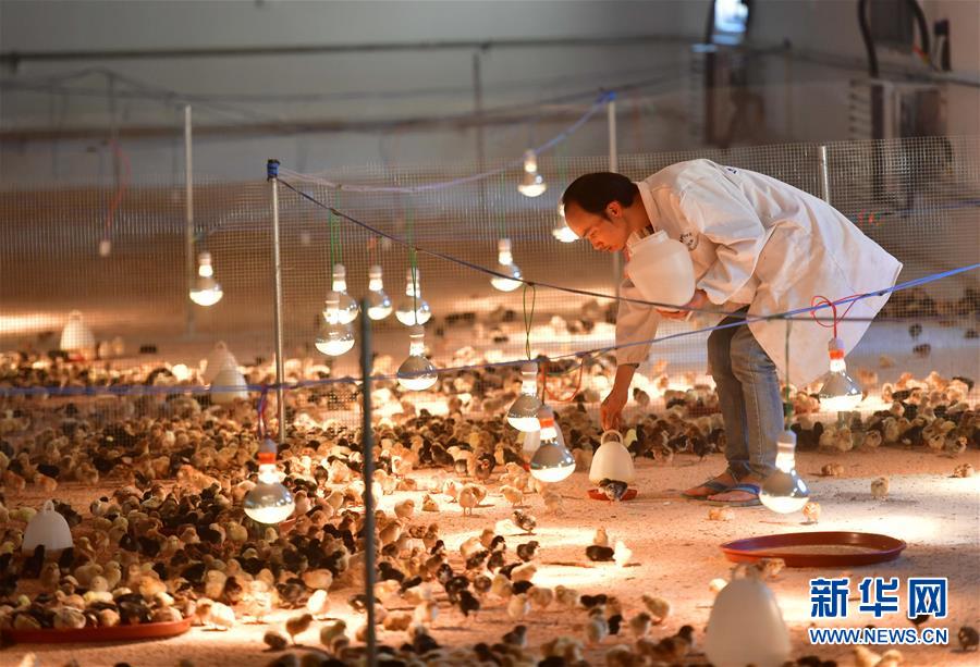 （新華全媒頭條&middot;圖文互動(dòng)）（9）決戰(zhàn)千山萬(wàn)弄間&mdash;&mdash;廣西&ldquo;極貧角落&rdquo;最后攻堅(jiān)記