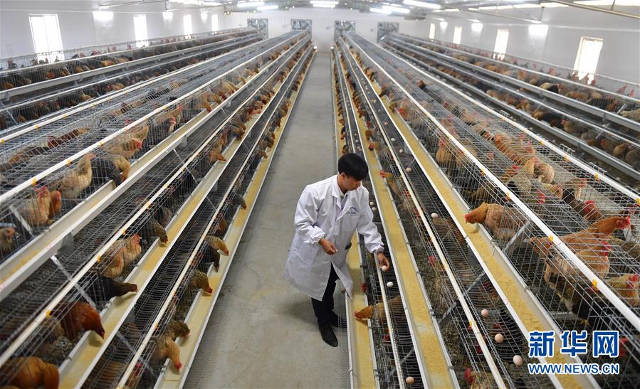 （新華全媒頭條&middot;圖文互動(dòng)）（10）決戰(zhàn)千山萬(wàn)弄間&mdash;&mdash;廣西&ldquo;極貧角落&rdquo;最后攻堅(jiān)記