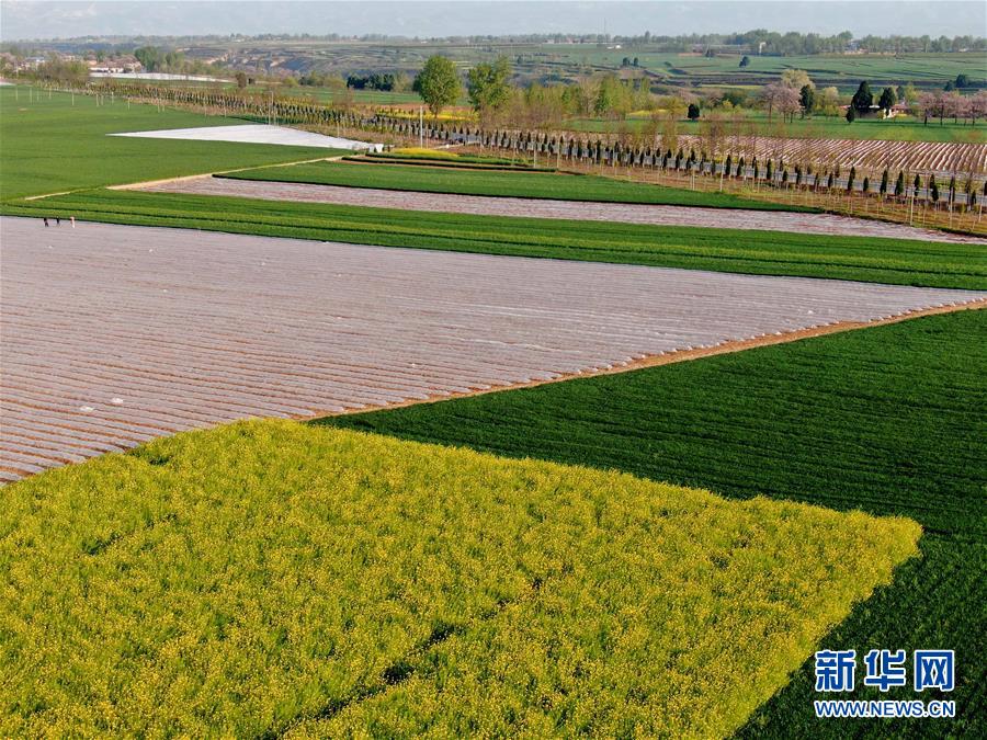 （在習(xí)近平新時(shí)代中國特色社會(huì)主義思想指引下&mdash;&mdash;新時(shí)代新作為新篇章&middot;習(xí)近平總書記關(guān)切事&middot;圖文互動(dòng)）（7）食為政首&mdash;&mdash;穩(wěn)住農(nóng)業(yè)基本盤增添發(fā)展底氣