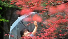 秋日揚州&ldquo;楓&rdquo;景迷人