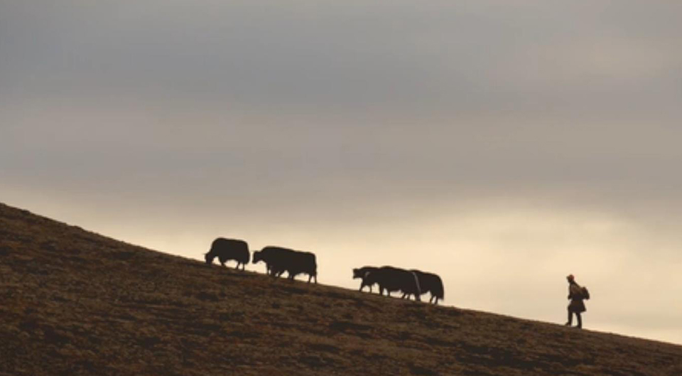 幸福來(lái)敲門丨普次仁的&ldquo;新牧場(chǎng)&rdquo;