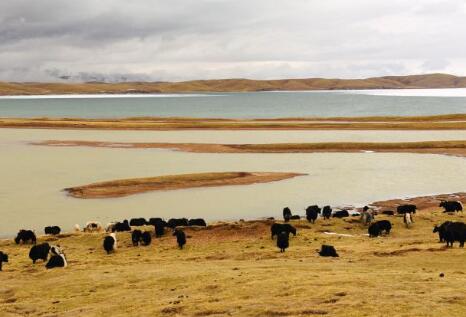 生活不只眼前的草場&mdash;&mdash;青海果洛編織綠色發展之夢