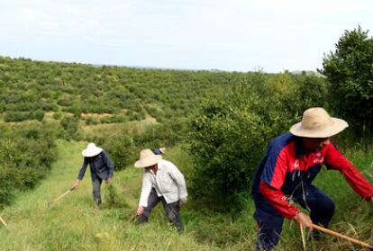 &ldquo;一畝油茶百斤油，又娶媳婦又蓋樓&rdquo;&mdash;&mdash;河南光山走上生態富民路