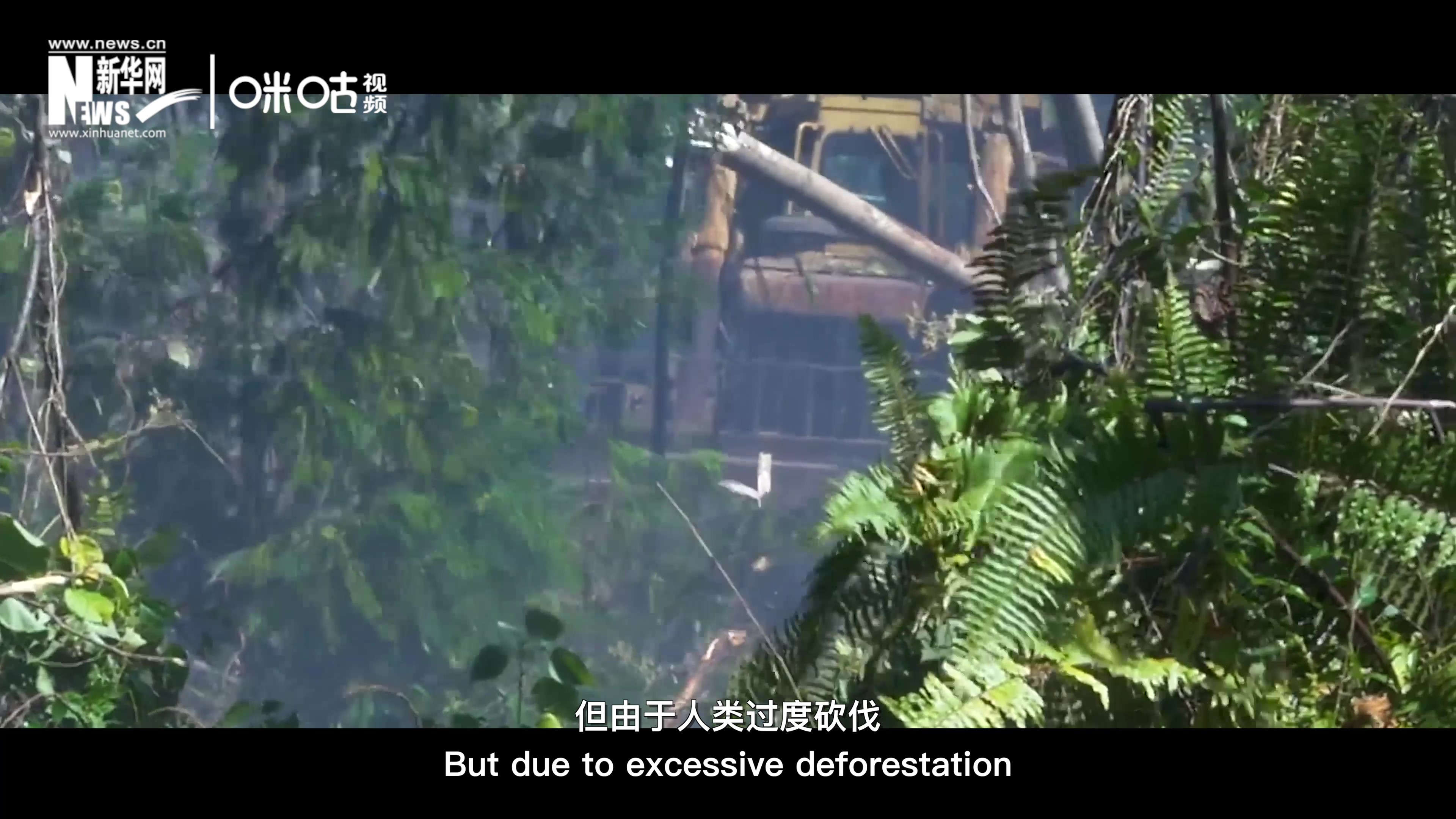 自1990年到現在，全球森林面積減少了1.78億公頃