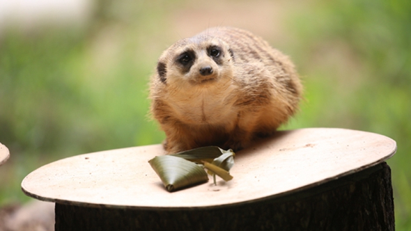 歡樂&ldquo;粽&rdquo;動(dòng)員！小動(dòng)物們吃上了&ldquo;專屬&rdquo;粽子