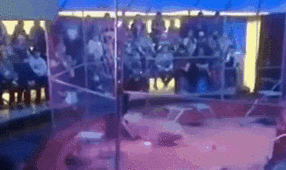 驚險！ 俄馴獸師遭失控獅子撲咬