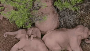 &ldquo;象&rdquo;往何處？ 亞洲象的&ldquo;正確睡姿&rdquo;什么樣？