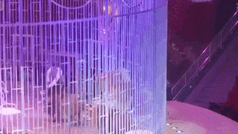 嚇壞觀眾 俄羅斯馬戲團獅子&ldquo;打群架&rdquo;