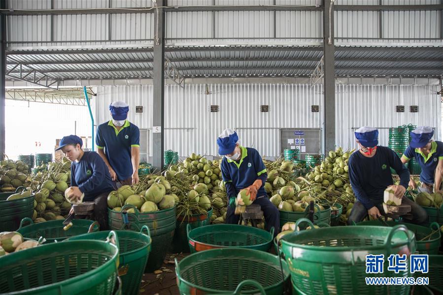 （第三屆進博會&middot;圖文互動）（3）通訊：椰香飄進進博會 市場開放共繁榮&mdash;&mdash;一名泰國椰商的心聲