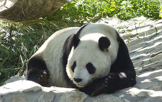 陽(yáng)光下的&ldquo;滾滾&rdquo;搞怪賣萌惹人愛