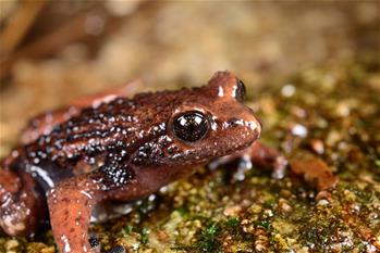 云南高黎貢山發(fā)現兩棲動物新種&ldquo;騰沖齒突蟾&rdquo;