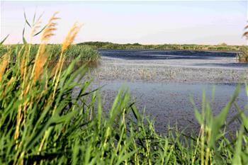 &ldquo;沙漠之湖&rdquo;成為生態(tài)屏障