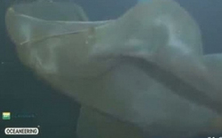 深海攝像機拍到不明物體 或為未知海洋生物(圖)