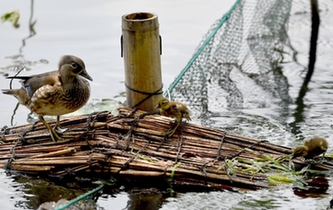 超有愛！西湖里的鴛鴦&ldquo;愛心橋&rdquo;升級