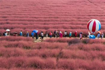 暢游&ldquo;粉紅田野&rdquo;